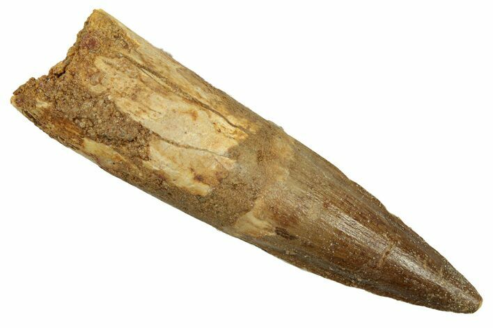 Fossil Spinosaurus Tooth - Real Dinosaur Tooth #258944